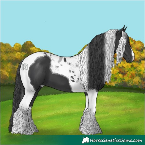 Horse Color:Black Tobiano 
