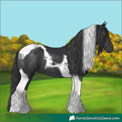Horse Color:Black Tobiano