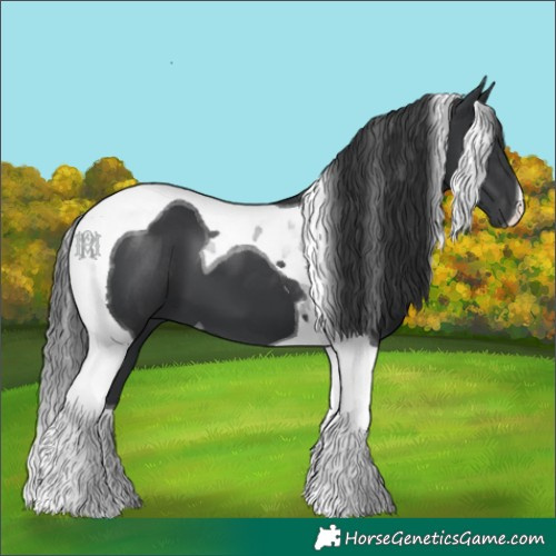 Horse Color:Black Tobiano