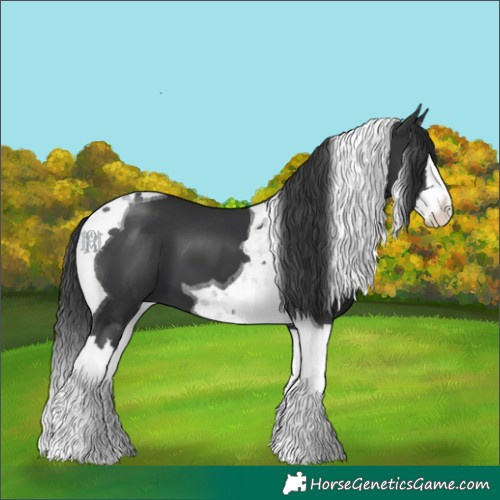 Horse Color:Black Splash Tobiano 