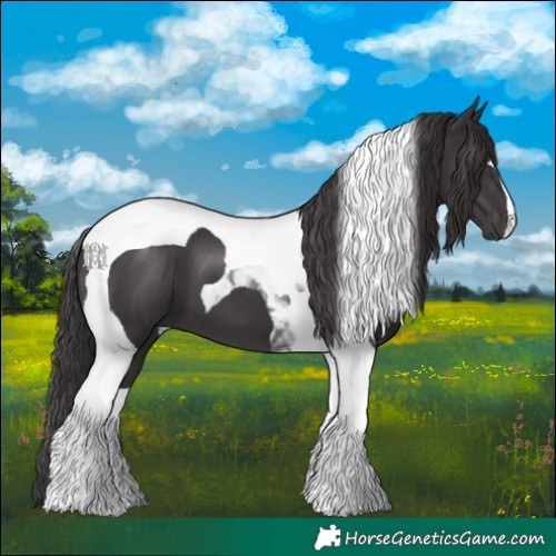 Horse Color:Smoky Black Tobiano