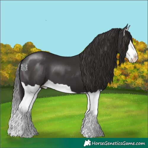 Horse Color:Smoky Black Splash 