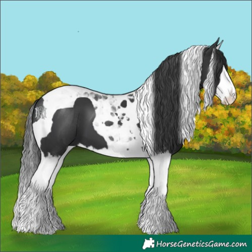 Horse Color:Black Splash Tobiano 