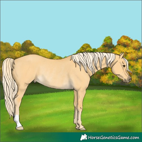 Horse Color:Palomino Dun Rabicano 