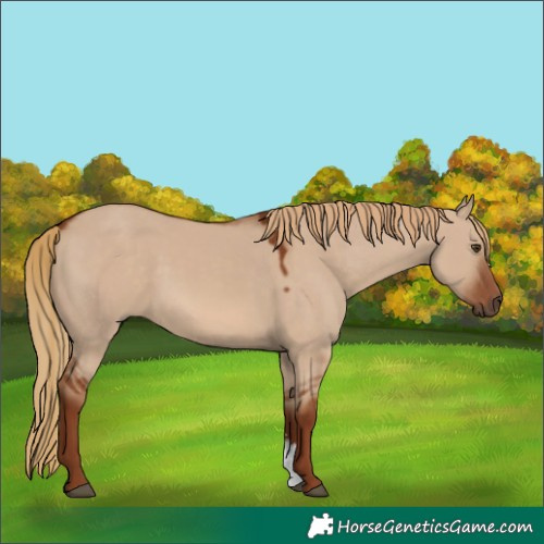 Horse Color:Red Dun Sabino