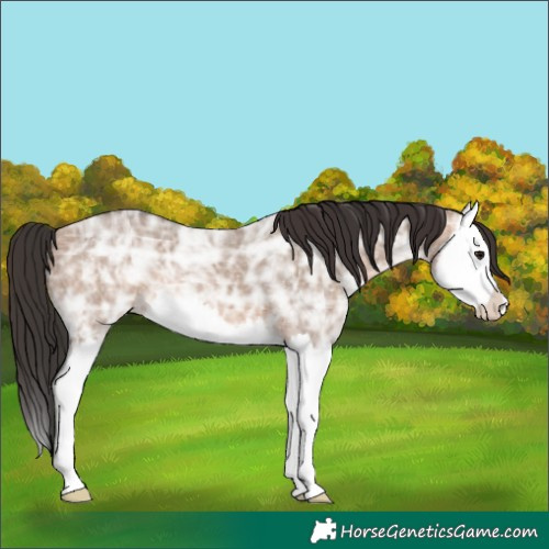 Horse Color:Bay Ice Dun Splash