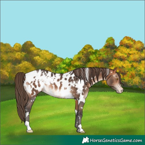 Horse Color:White Spotted Bay Mushroom Near Leopard
