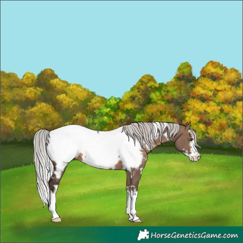 Horse Color:White Spotted Silver Brown Dun Near Fewspot 