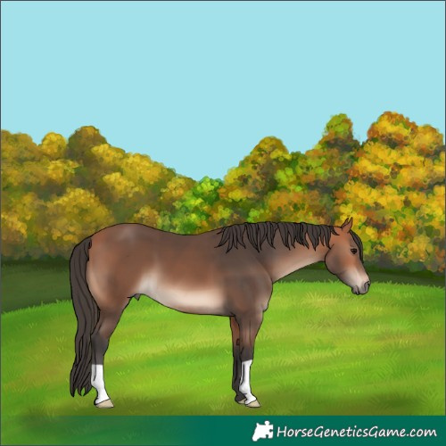 Horse Color:Bay Mushroom 