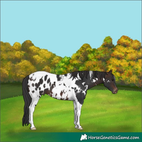 Horse Color:White Spotted Brown Tobiano Appaloosa 