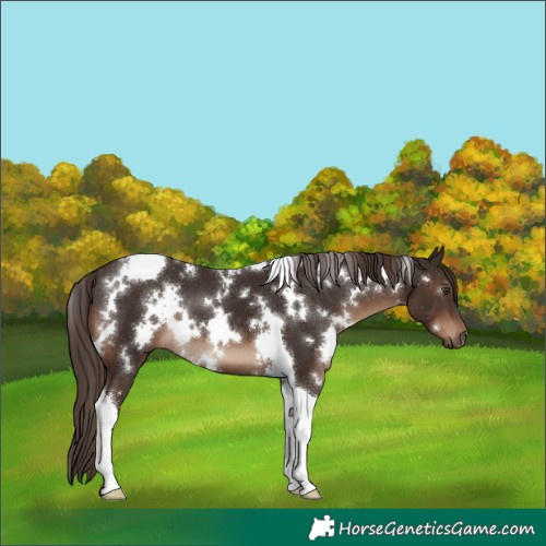Horse Color:White Spotted Liver Chestnut Tobiano 