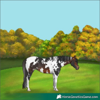 Horse Color:White Spotted Bay Tobiano 