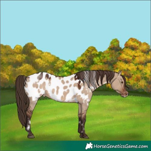 Horse Color:White Spotted Liver Red Dun Appaloosa 