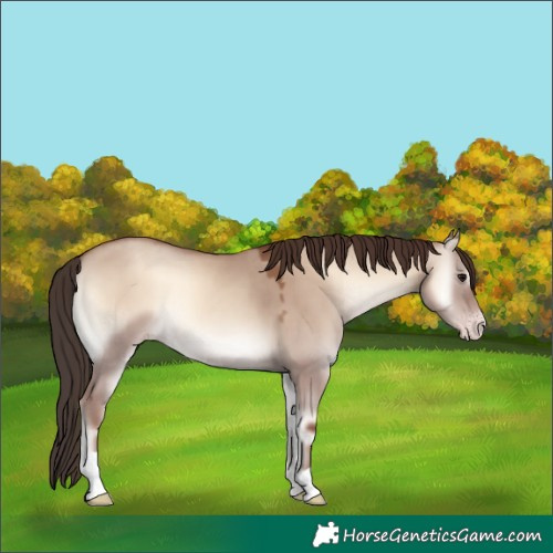 Horse Color:Classic Champagne Onyx