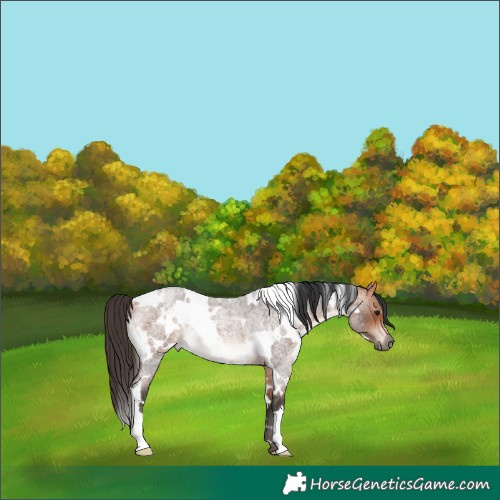 Horse Color:White Spotted Bay Roan Rabicano