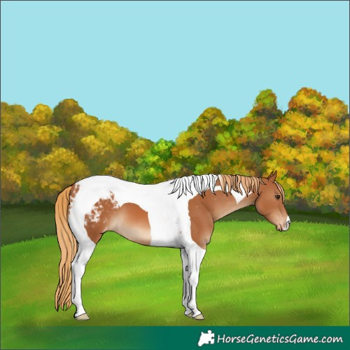 Horse Color:Chestnut Tobiano Blanket 