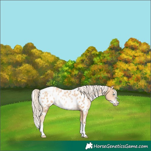 Horse Color:White Spotted Gold Cream Champagne Pearl Splash Near Leopard