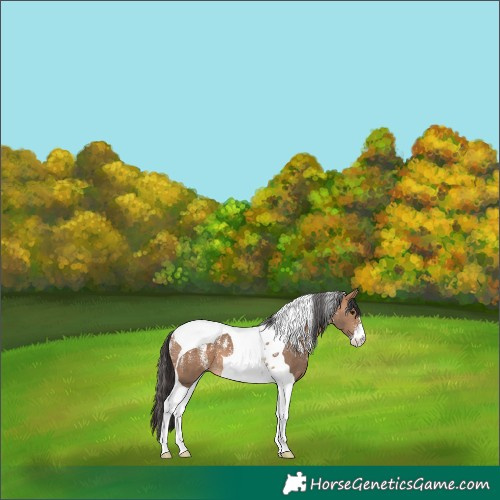 Horse Color:Powder White Bay Dun Tobiano
