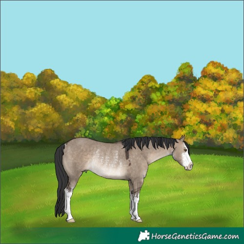 Horse Color:White Spotted Brown Dun Rabicano 