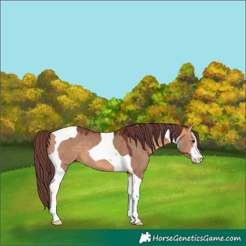Horse Color:White Spotted Chocolate Bay Dun Tobiano