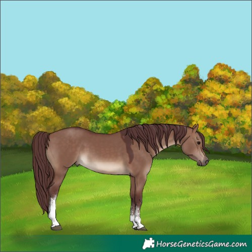 Horse Color:White Spotted Chocolate Brown Dun 