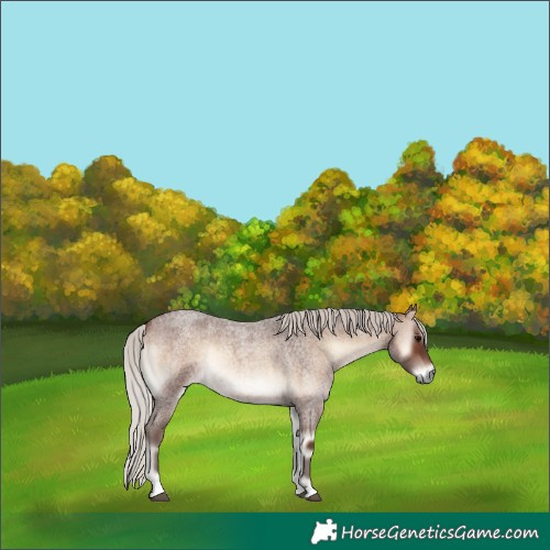 Horse Color:Silver Brown Roan Onyx