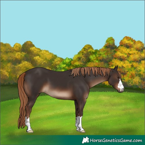 Horse Color:Liver Chestnut