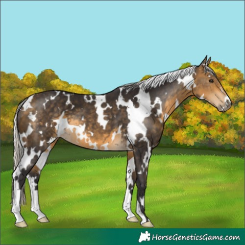 Horse Color:White Spotted Silver Buckskin 