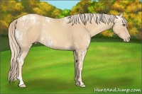 Horse Color:Gold Cream Champagne Ice Sabino Tobiano 