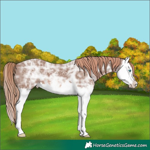 Horse Color:Chestnut Ice Sabino Splash 