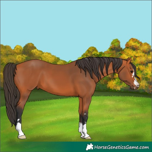 Horse Color:Bay 
