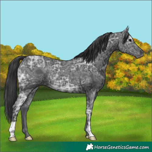 Horse Color:Black Ice Rabicano