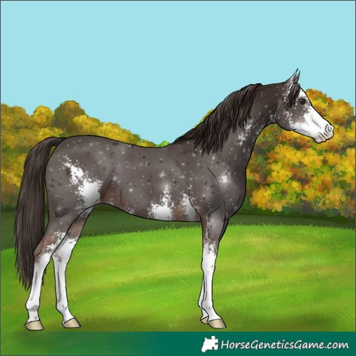Horse Color:Liver Chestnut Sabino 