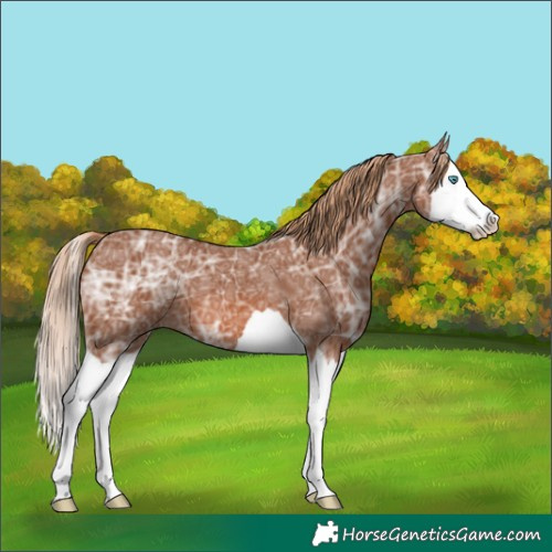 Horse Color:Chestnut Ice Splash 