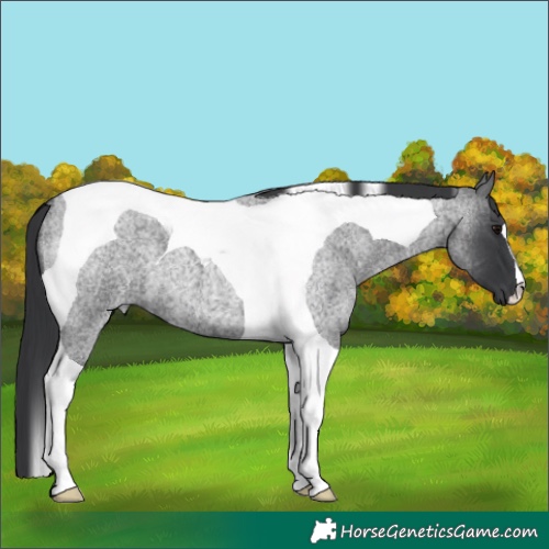 Horse Color:Blue Roan Tobiano 