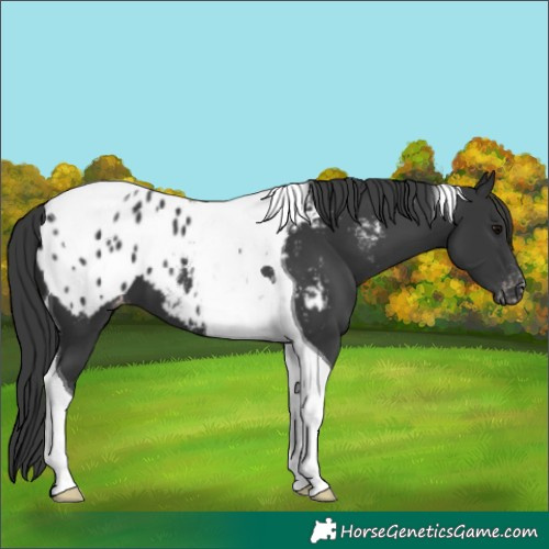 Horse Color:Black Tobiano Blanket