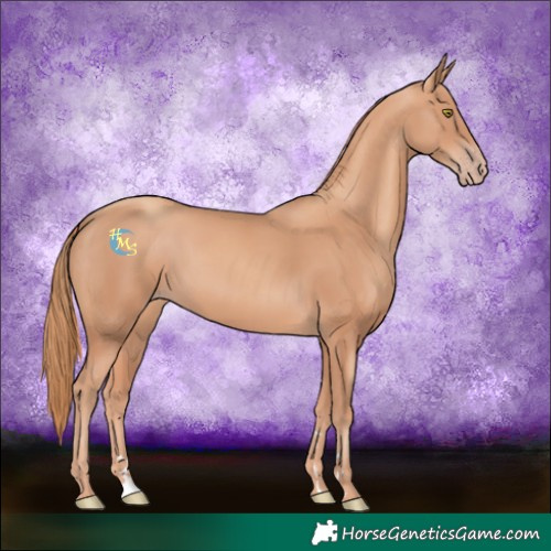 Horse Color:Gold Champagne 