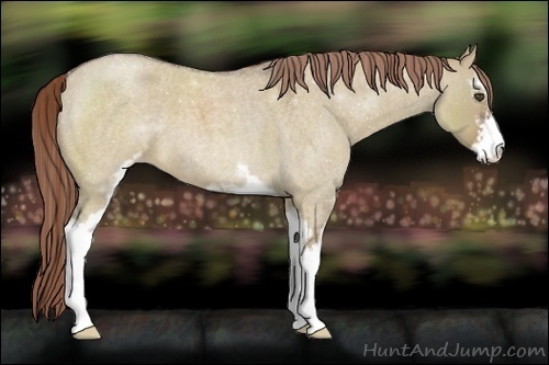 Horse Color:Liver Red Dun Roan Sabino