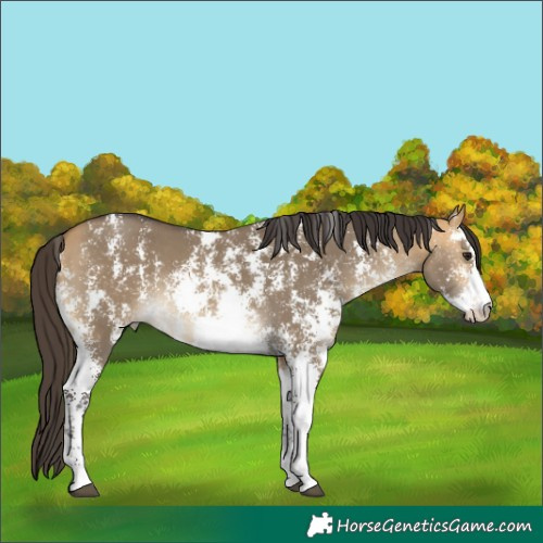 Horse Color:Buckskin Dun Sabino Rabicano