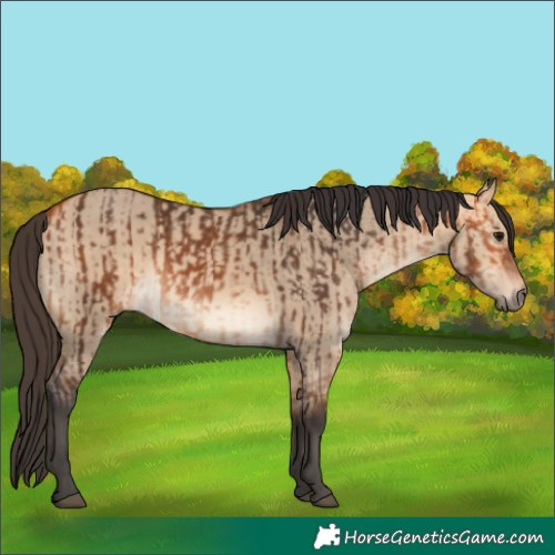 Horse Color:Bay and Bay Dun