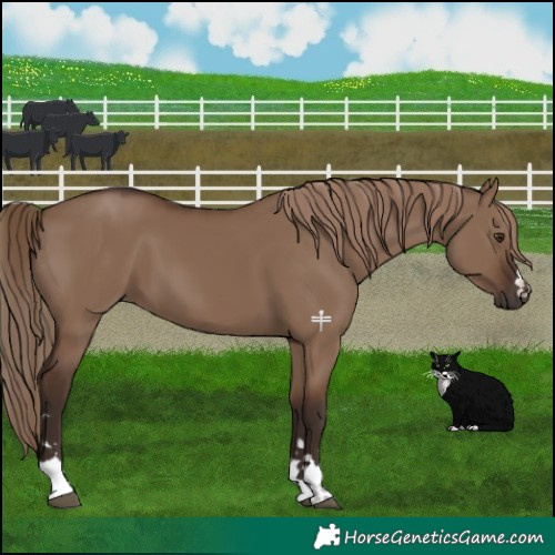 Horse Color:Liver Red Dun 