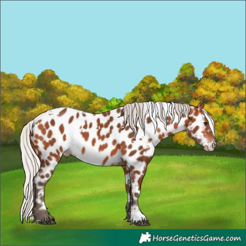 Horse Color:White Spotted Silver Bay Appaloosa