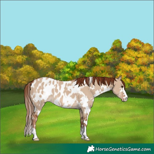 Horse Color:White Spotted Red Dun Near Leopard 
