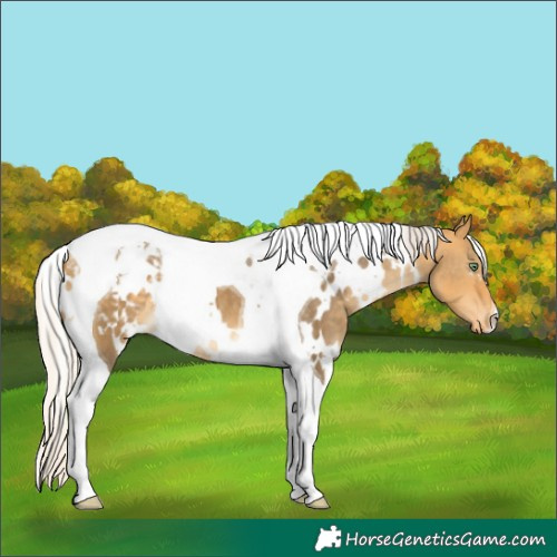 Horse Color:White Spotted Silver Buckskin Dun Tobiano Varnish 