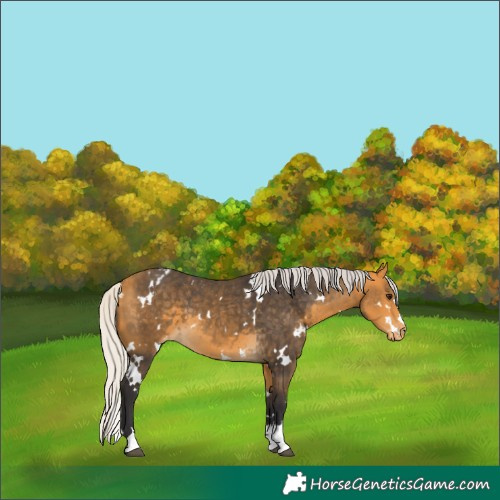 Horse Color:White Spotted Silver Buckskin Varnish 