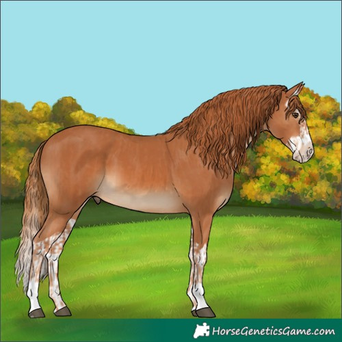 Horse Color:Chestnut  and Chestnut Splash 