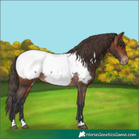 Horse Color:Bay Near Fewspot