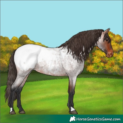 Horse Color:Bay Roan Appaloosa 