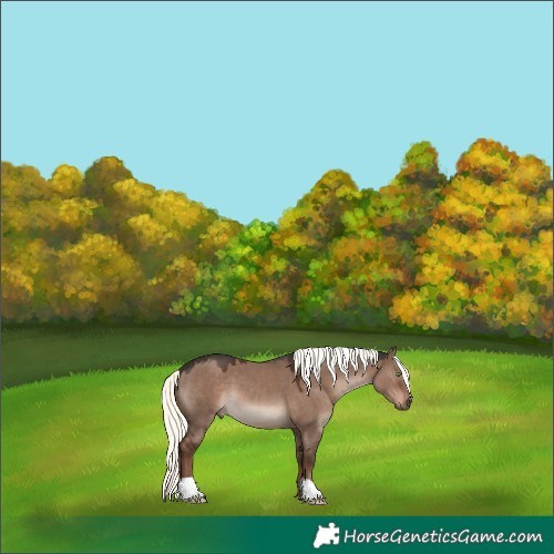 Horse Color:Liver Red Dun Mushroom 