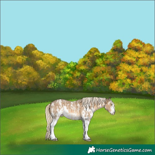 Horse Color:Chocolate Palomino Mushroom Sabino